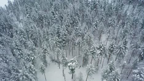 Schöner-Schneeszenenwald-Im-Winter.-Überfliegen-Von-Schneebedeckten-Kiefern.