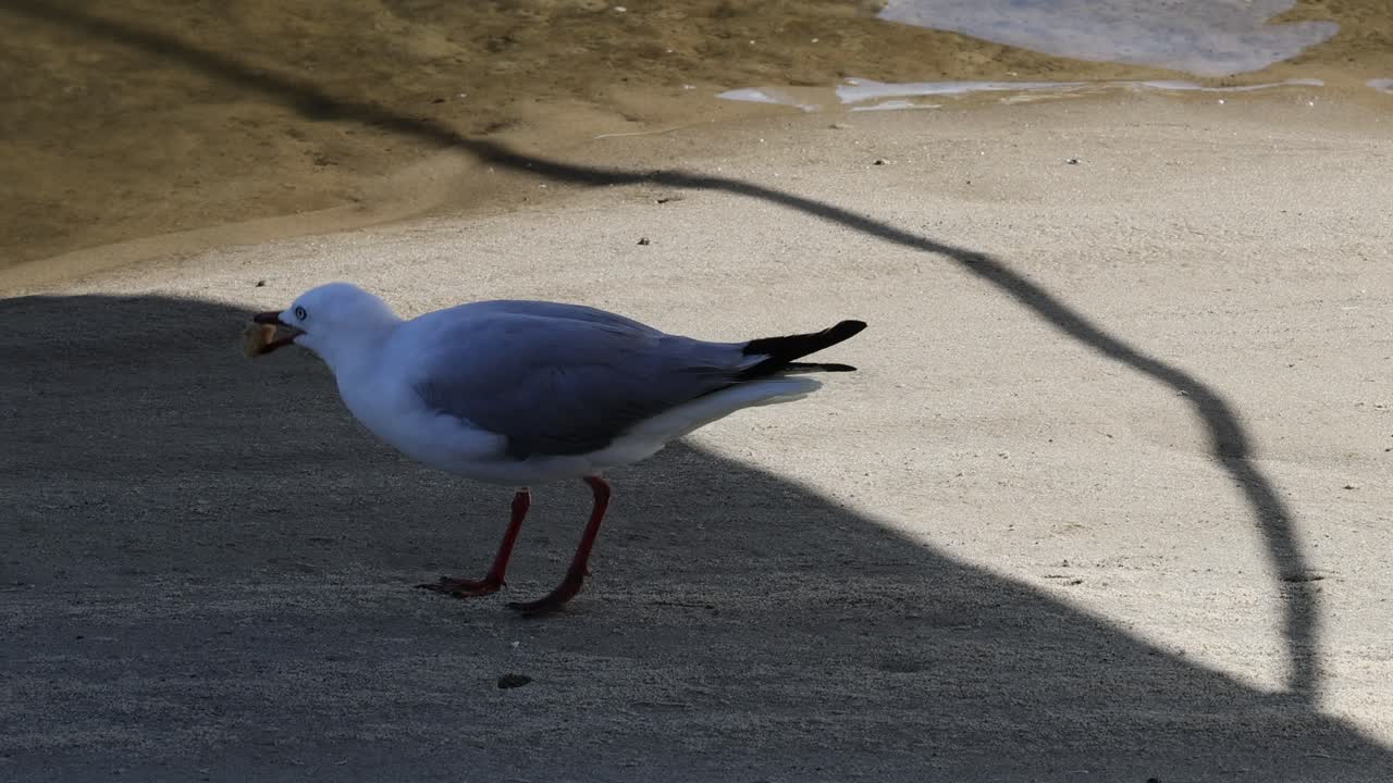 바다표범 이 보행자 길 에 있는 음식 을 고 있다