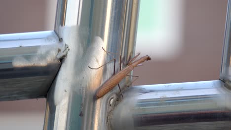 Brown-Praying-Mantis-Crawl-Over-Metal-Fence-and-Falling-Down,-full-body,-Sunset,-soft-focus