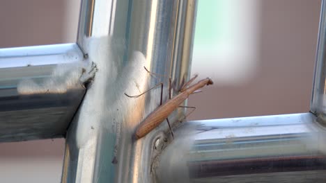 la mantis religiosa marrón se arrastra sobre la cerca de metal y se cae, cuerpo completo, puesta de sol, enfoque suave