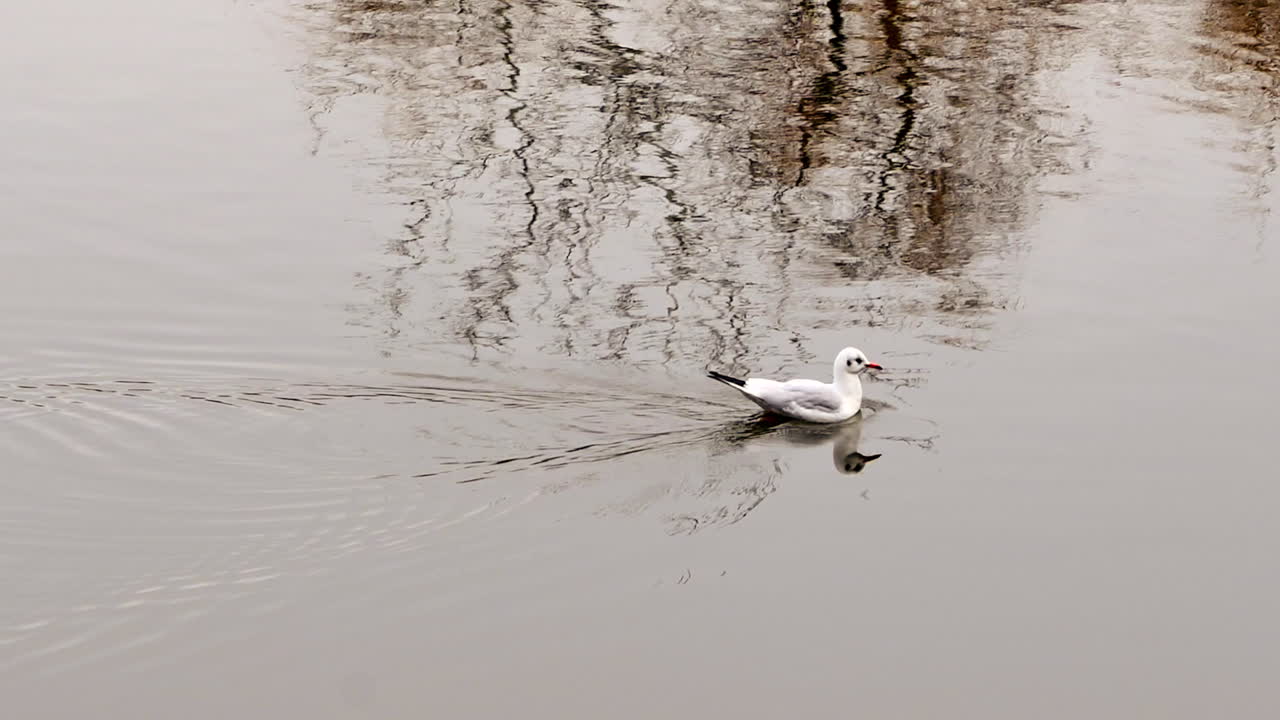 Bucharest, Romania - December 10, 2021: Duck moving on the lake in the King Mihai I Park on the northern side of the city