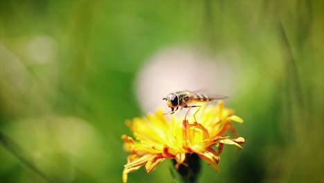 wasp collects nectar from flower crepis alpina slow motion.