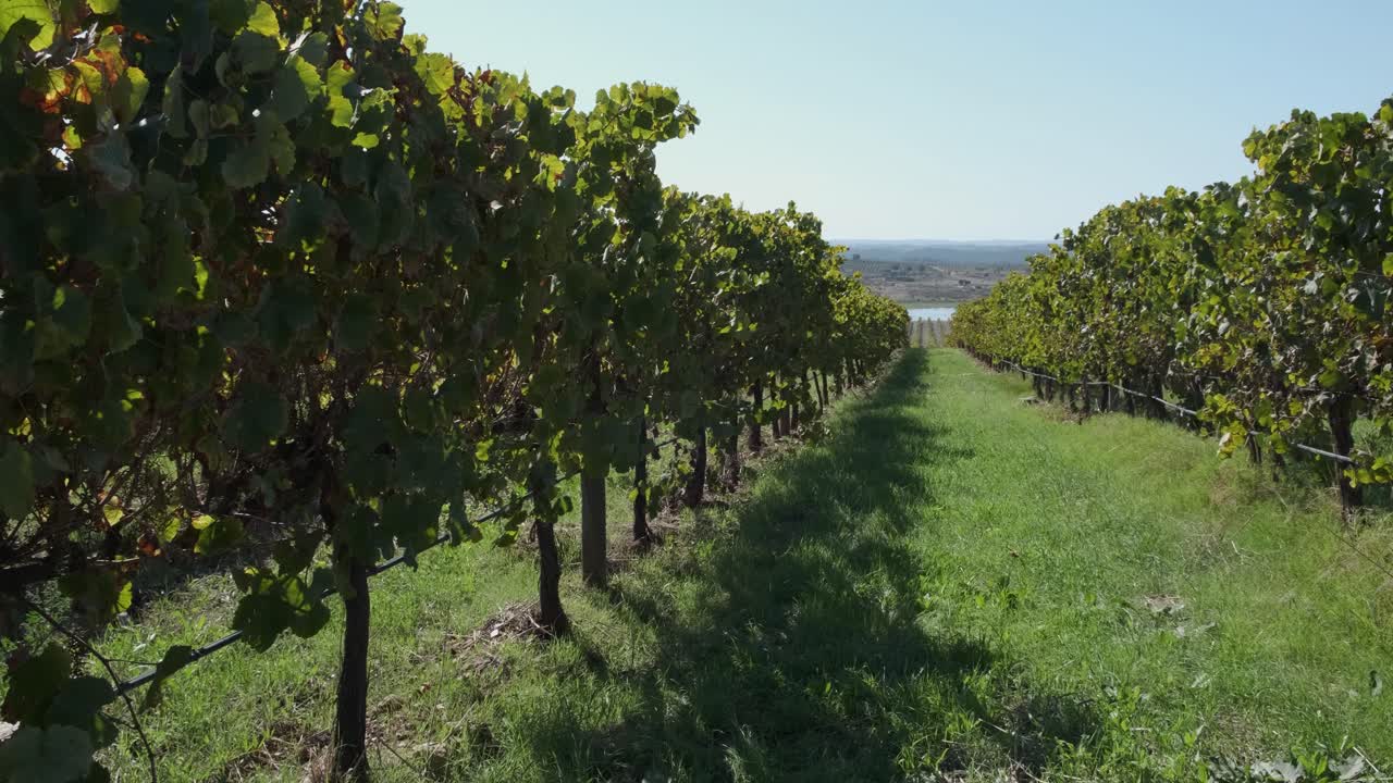 panorámica sobre las hileras de viñedos en el castillo de monsaraz