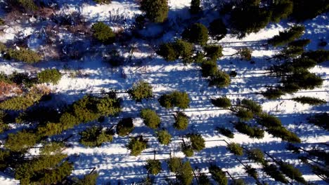 A-beautiful-drone-shot,-birdseye-view-over-the-woods,-and-the-cabins-at-lake-Tahoe,-Nevada-California