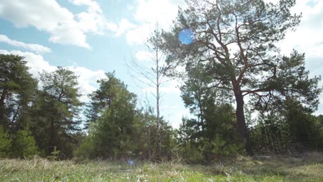 forest scene under sunny sky