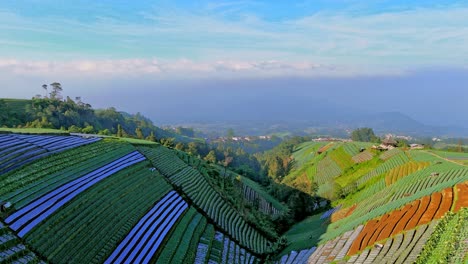 Panoramic-aerial-view-of-vegetable-plantations-on-mountain-flanks-in-Indonesia