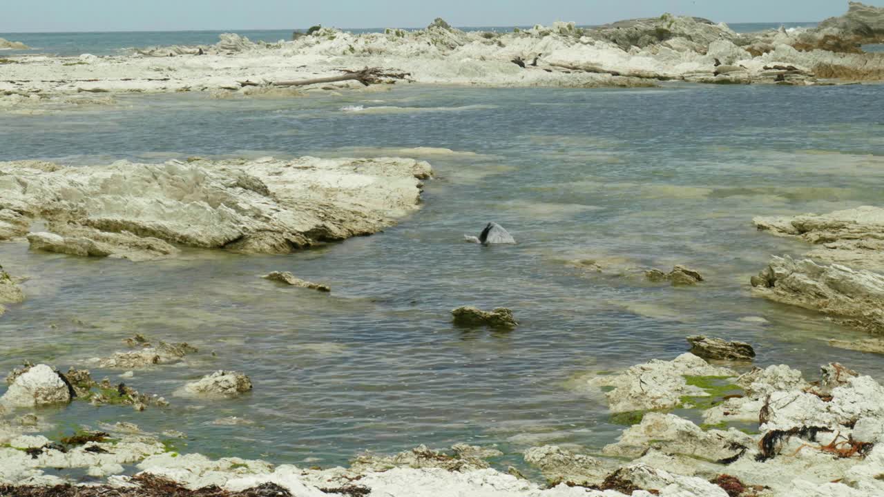 focas lúdicas entre las rocas costeras, exhibiendo comportamientos naturales en un pintoresco entorno marino
