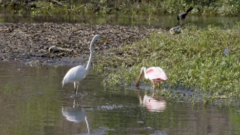 egret and spoonbill wading in low wetlands