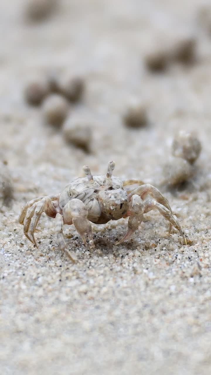 유령 크래브가 모래 지형을 가로질러 움직입니다.