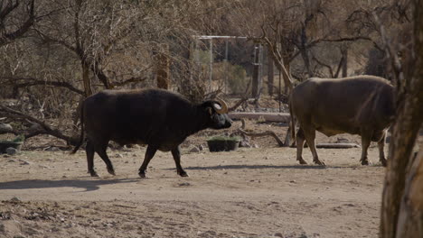 Ganado-Africano-Con-Grandes-Cuernos-En-Cámara-Lenta