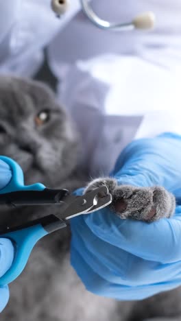 veterinarian clipping a cat's nails