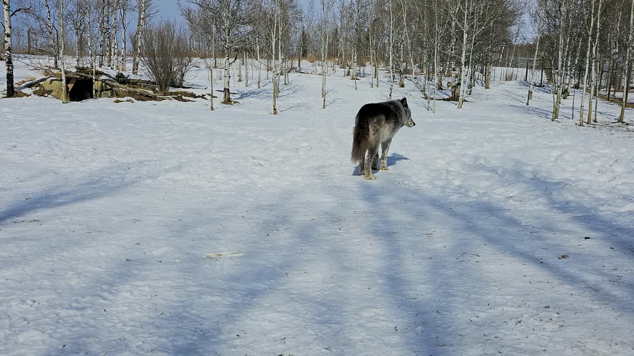 Gray wolf walks across a snowy enclosure in winter, capturing a calm wildlife moment with thick fur, steady movement, and bare trees in a cold natural habitat