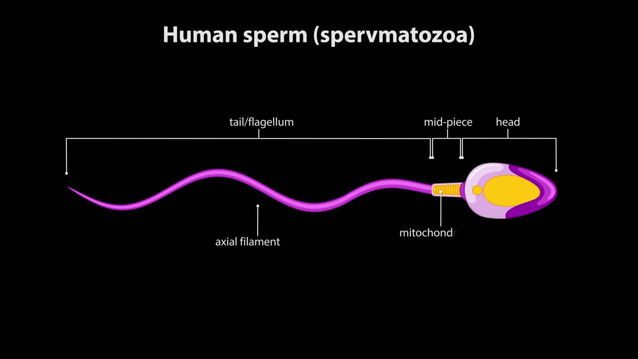 Human spermatozoon animation highlighting structure, labeled parts, and undulating flagellar movement on black background