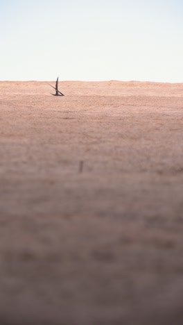 Mauersegler-In-Seinem-Nest-In-Einer-Turmhöhle-Während-Der-Brutzeit