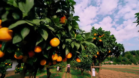 orange grove with trees loaded with oranges