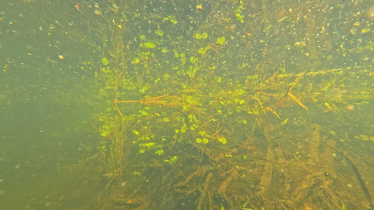 Camera submerges from pond edge, revealing underwater algae, aquatic plants, and roots in daylight