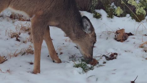 Ein-Entzückendes-Kleines-Rehbaby,-Das-Im-Schnee-Nach-Futter-Sucht