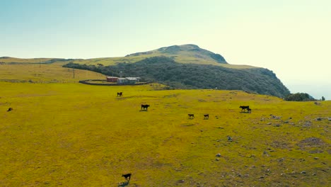 pastos de gran altitud con vacas pastando y montañas, urubici, santa catarina, brasil