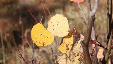 Close-up-of-yellow-fall-aspen-leaves-gently-quaking-in-the-wind,-loopable