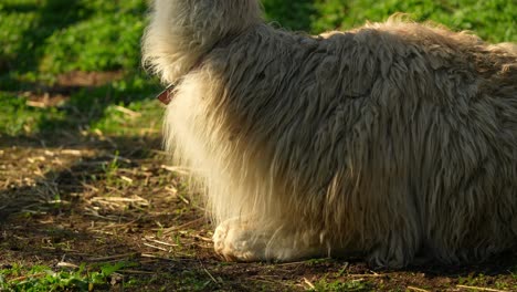 las llamas en un campo