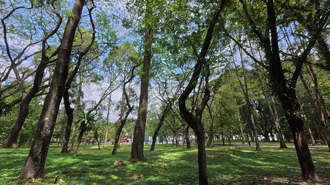 A lush tropical park with tall, shade-giving trees. Beneath, walkways and resting spots create a peaceful retreat in this vibrant tropical haven.