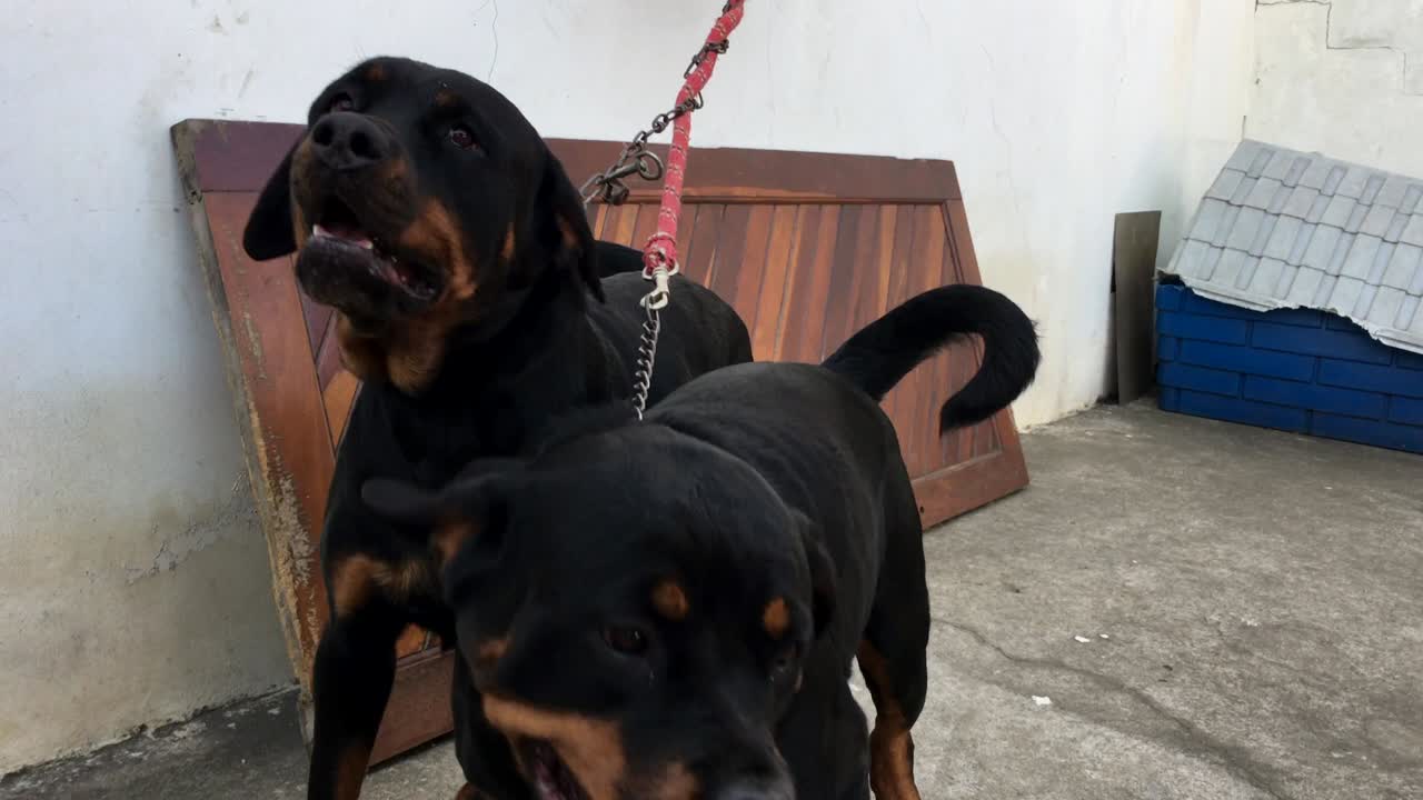 벽에 사슬로 인 로트와일러 개들은 주의를 끌고 가축화로부터 탈출하기를 원합니다.