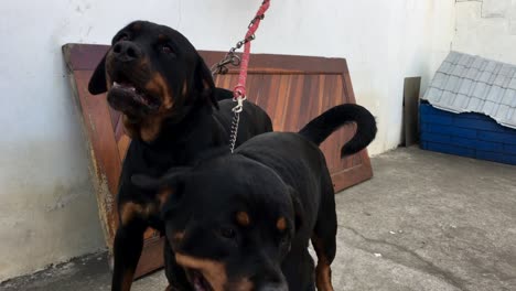 perros rottweiler encadenados a la pared que quieren atención y escapar de la domesticación