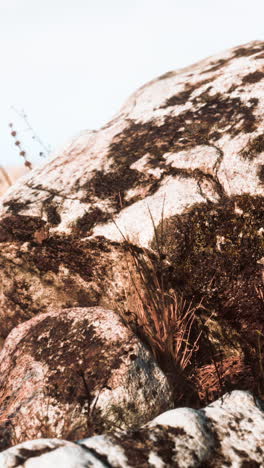 primer plano de rocas y hierbas de musgo