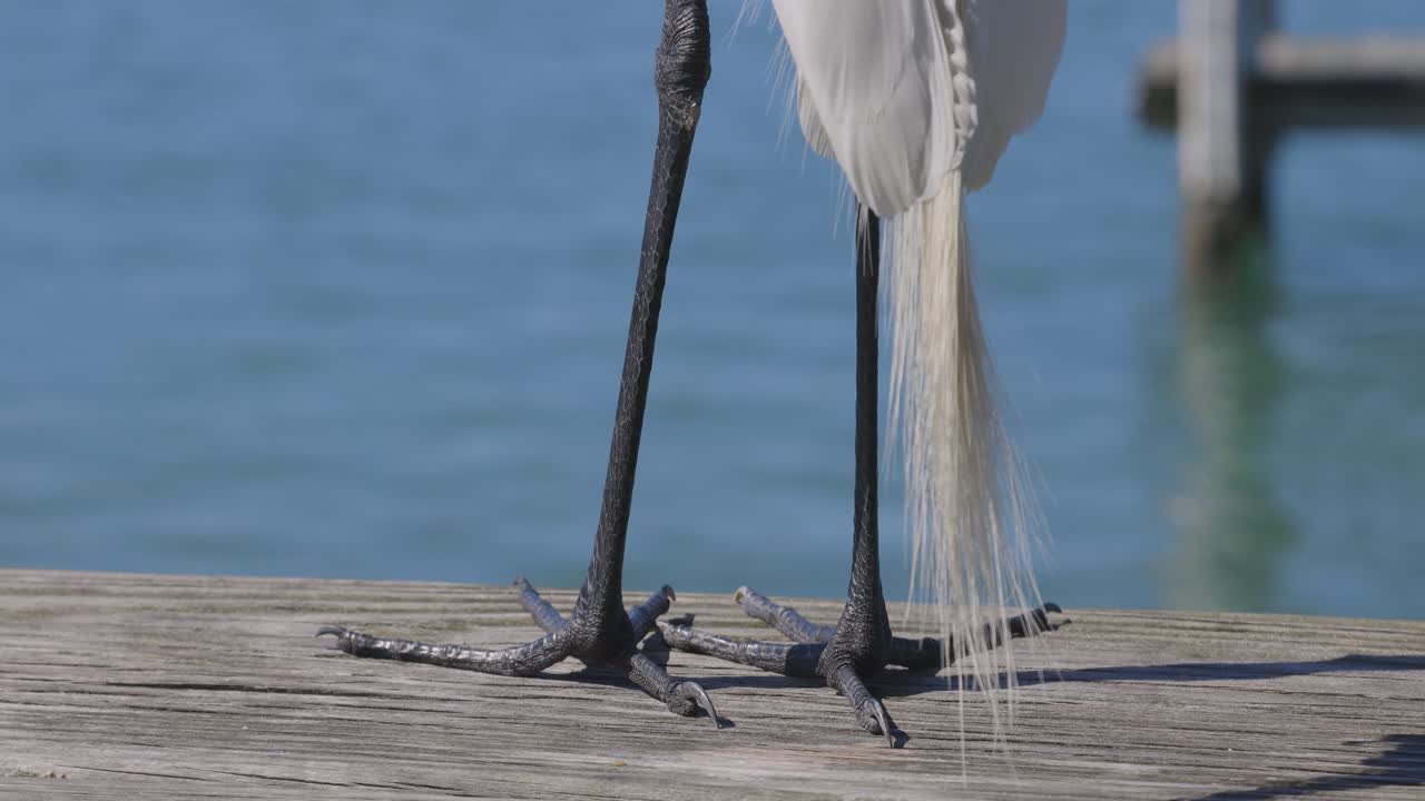 большие ноги и ноги цапли стоят на деревянном причале с перьями, дующими на ветру.