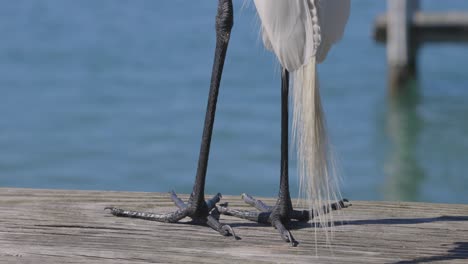 Great-Egret-legs-and-feet-standing-on-wood-dock-with-feathers-blowing-in-wind