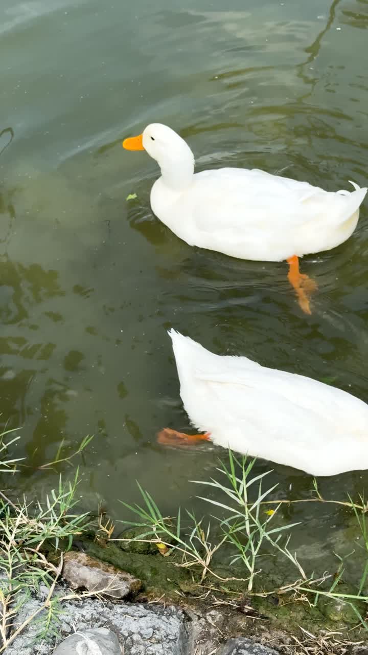 Two white ducks gently swim in a serene pond, vertical video