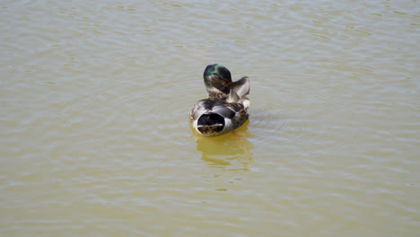 colorful drake duck swims on dark water in a pond