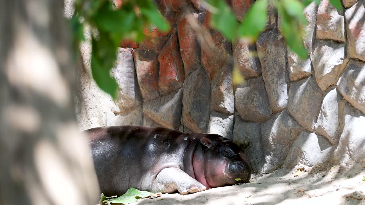 동물원 에서 그늘 에 누워 있는 히포