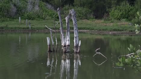 Spittal-Pond-is-one-of-Bermudas-nature-reserve