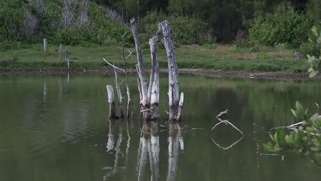 spittal pond is one of bermudas nature reserve