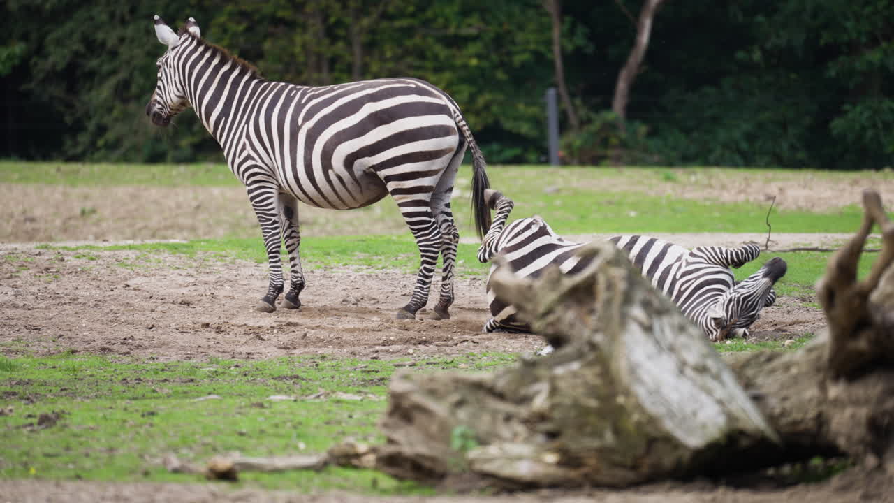 Zebre divertenti che giocano, vista laterale