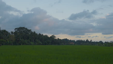 growing rice fields near village during cloudy day in ubud, bali indonesia
