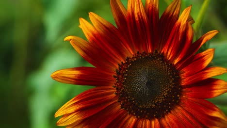 Vibrant-dramatic-and-colorful-sunburst-sunflower-with-bumble-bee-collecting-pollen,-stumbling,-then-flying-away