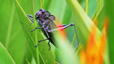este saltamontes morado está buscando un punto de apoyo adecuado para ascender aún más arriba, la vegetación está buscando mejores hojas para comer
