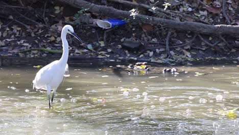 elegant stork searches for food in water