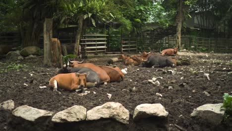 a group of black and brown water buffalo resting and lying around the mud