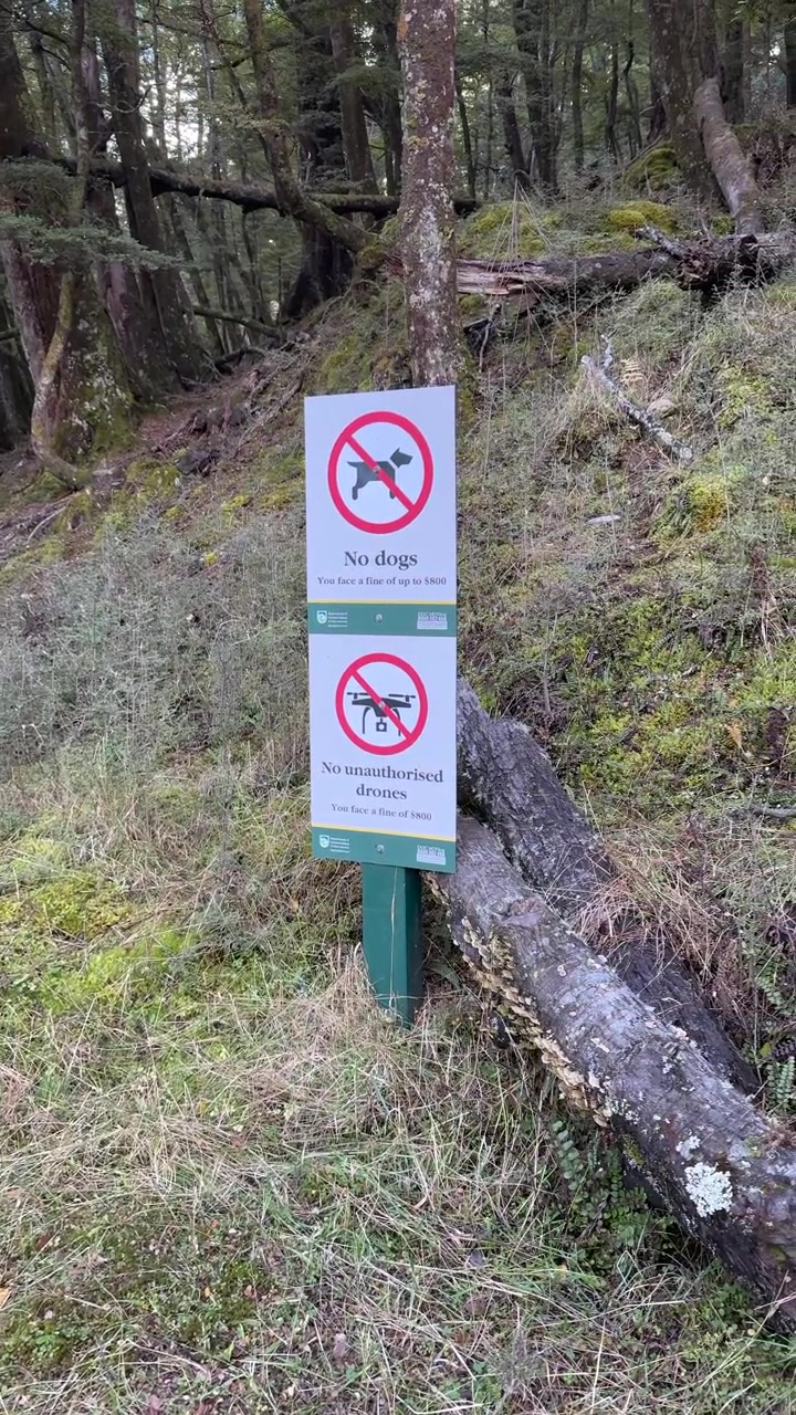La telecamera si sposta su un segnale di avvertimento in una foresta lussureggiante, luce naturale del giorno, movimento stabile a mano libera, atmosfera tranquilla.