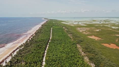 tropical forests, mangroves and marshes of sian kaʼan biosphere reserve in mexico. aerial drone shot