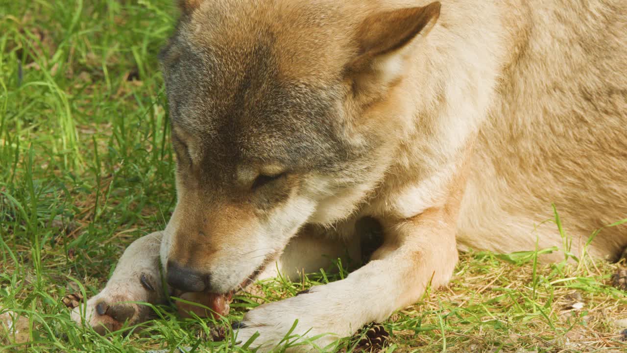 Eurasian wolf eating prey on green grass in daylight, close-up, calm natural wildlife scene