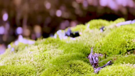 moss,-green-in-winter-in-sunlight-in-blue-ridge-mountains