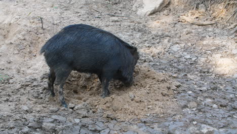 black peccary digging dirt in french guiana