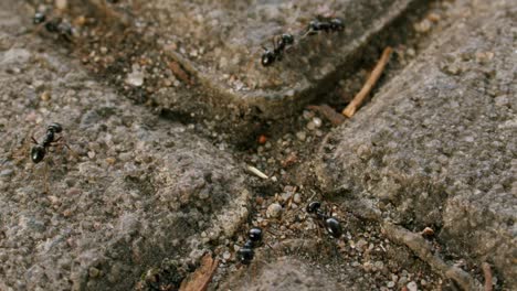 black garden ants crawl around on concrete tiles