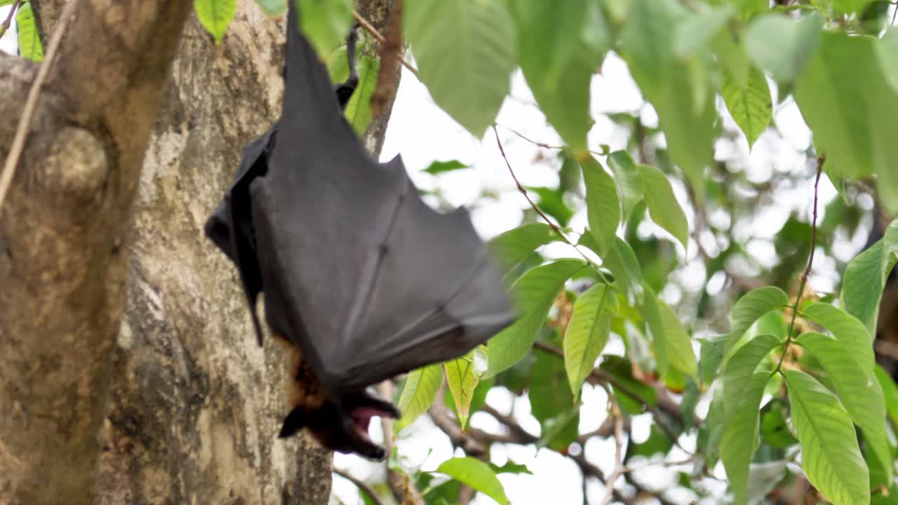 летящая лиса лайла висит на дереве.