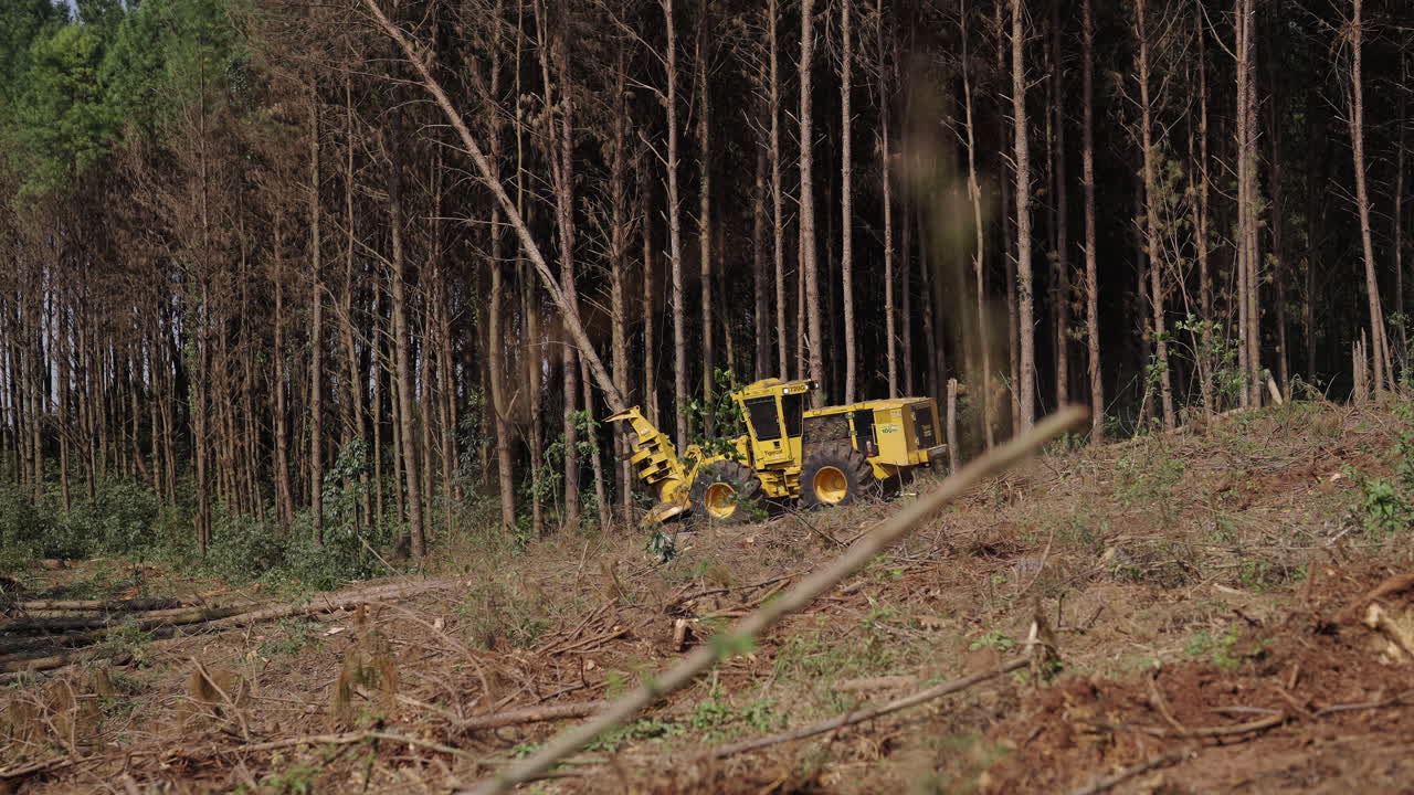 A harvester machine working in a dense forest, cutting and processing logs in a controlled operation, bulldozing to fall individual tree