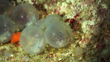 Eclosión-Extravagante-Sepia-Estrecho-De-Lembeh